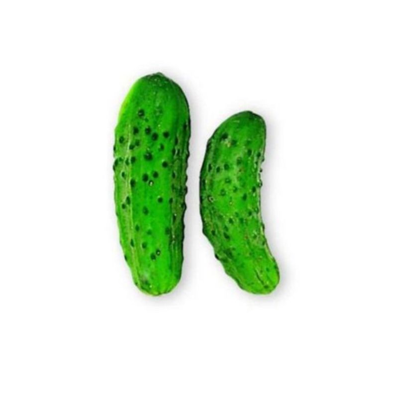 Semailles Cornichon Vert fin de Meaux