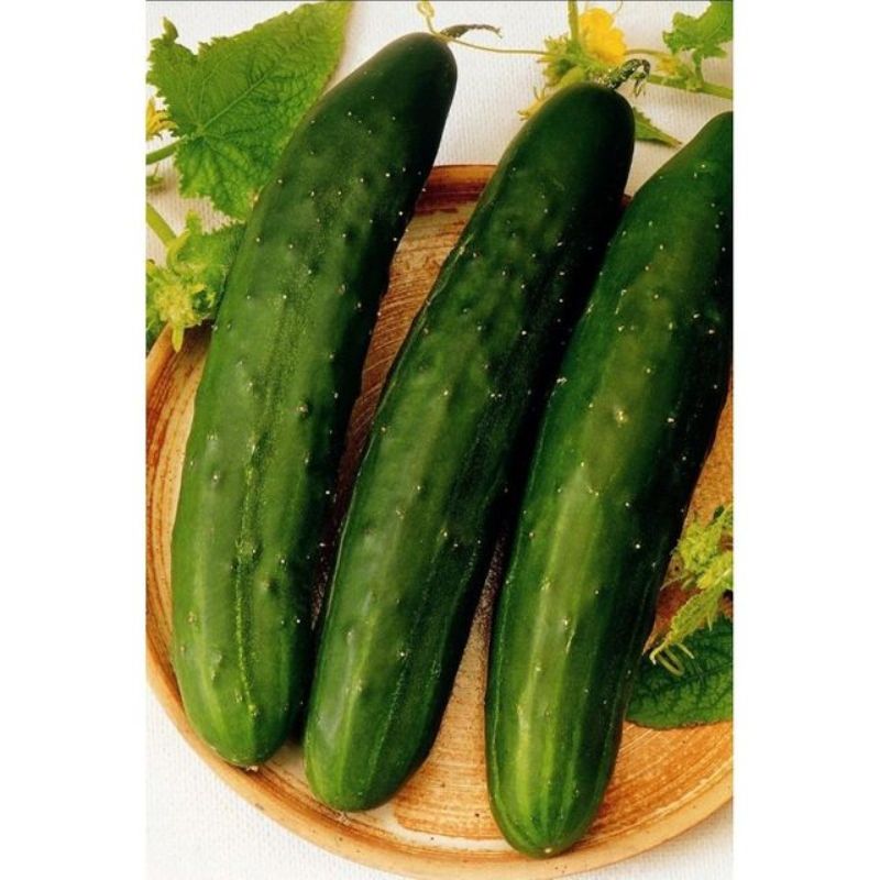 Semailles Concombre Vert Long Maraîcher