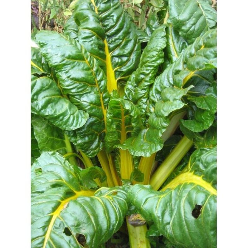 Semailles Côtes de bette à cardes jaunes Bright Yellow