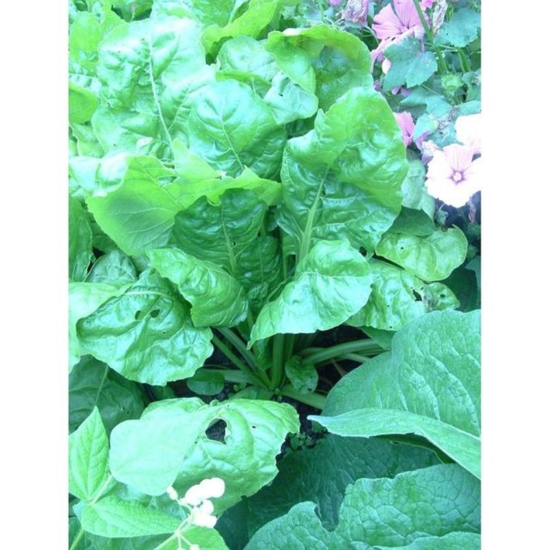 Semailles Côte de bette verte à couper