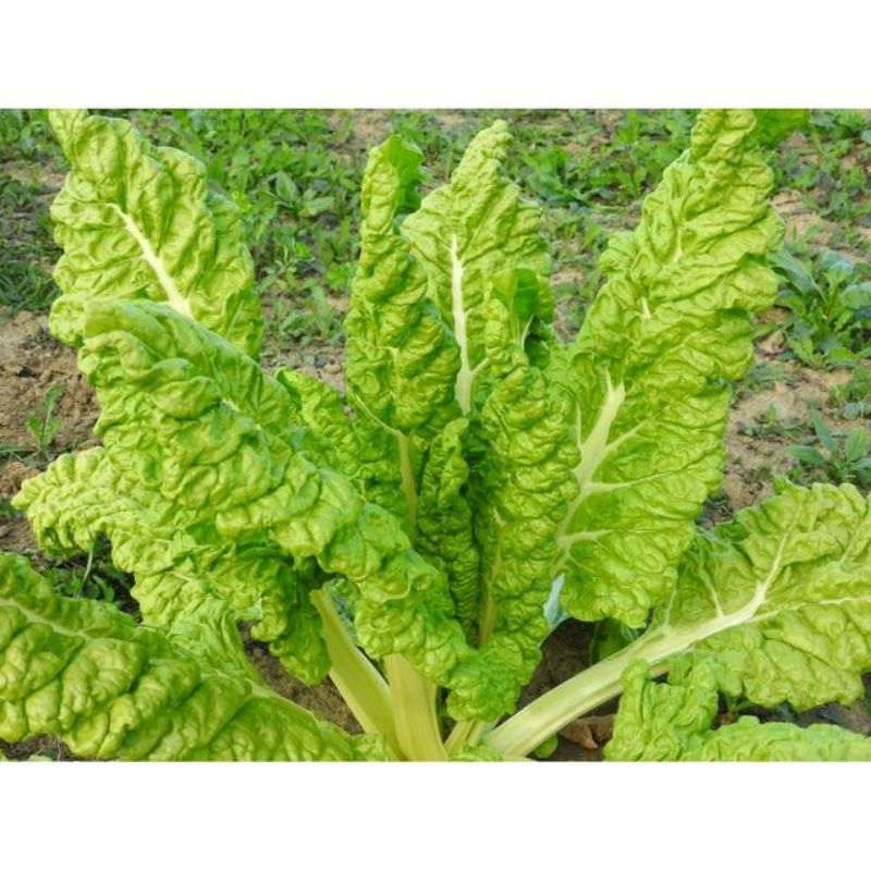 Semailles Côte de bette Lucullus