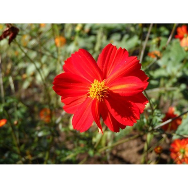 Semailles Cosmos Red Junny