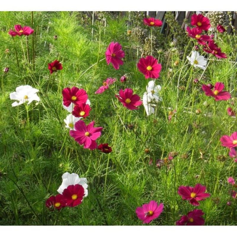 Semailles Cosmos sensation en mélange