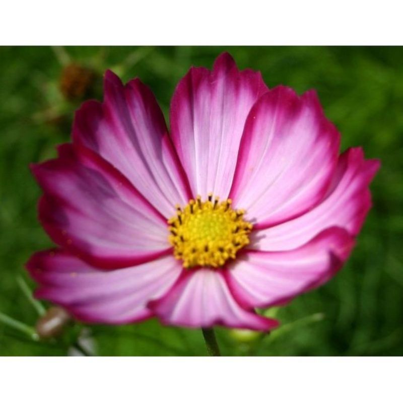 Semailles Cosmos sensation Picotée