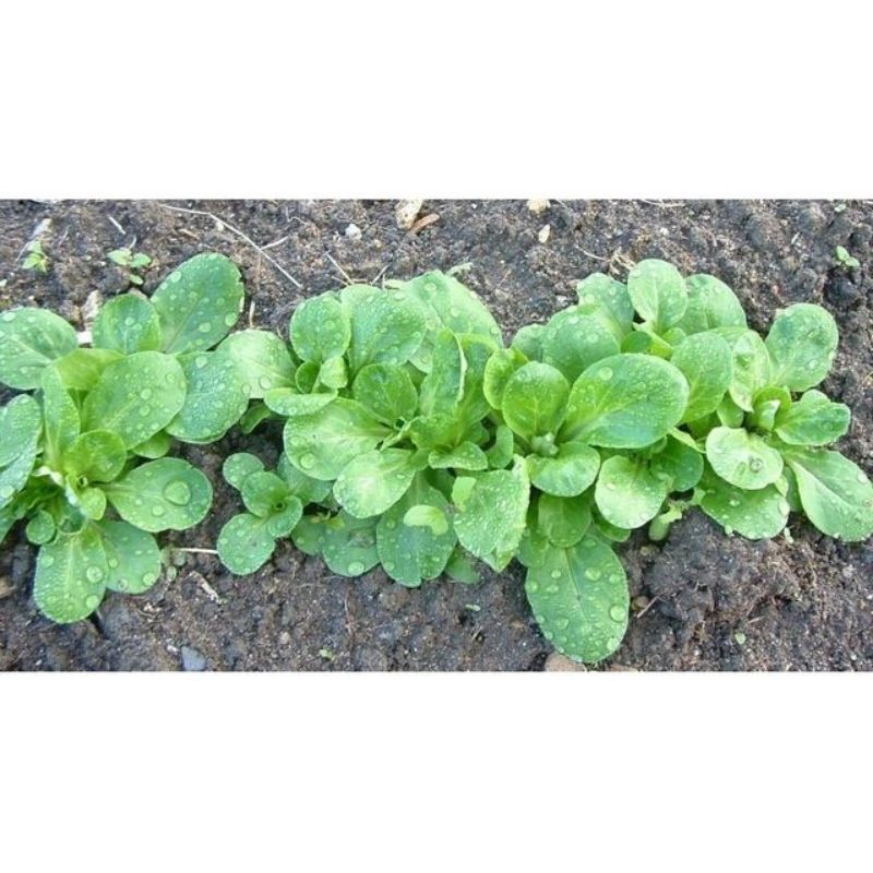 Semailles Mâche Verte de Cambrai