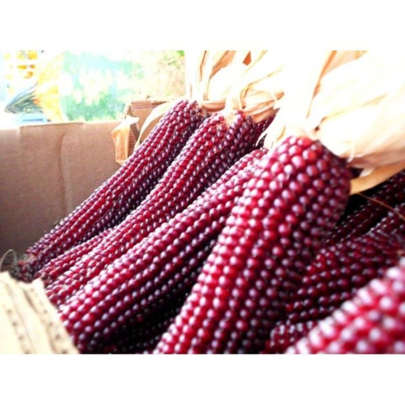 Semailles Maïs doux Martian Purple