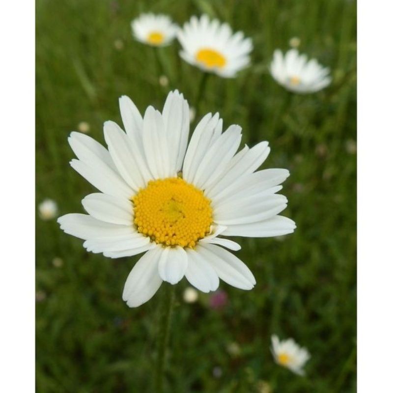 Semailles Marguerite des prés