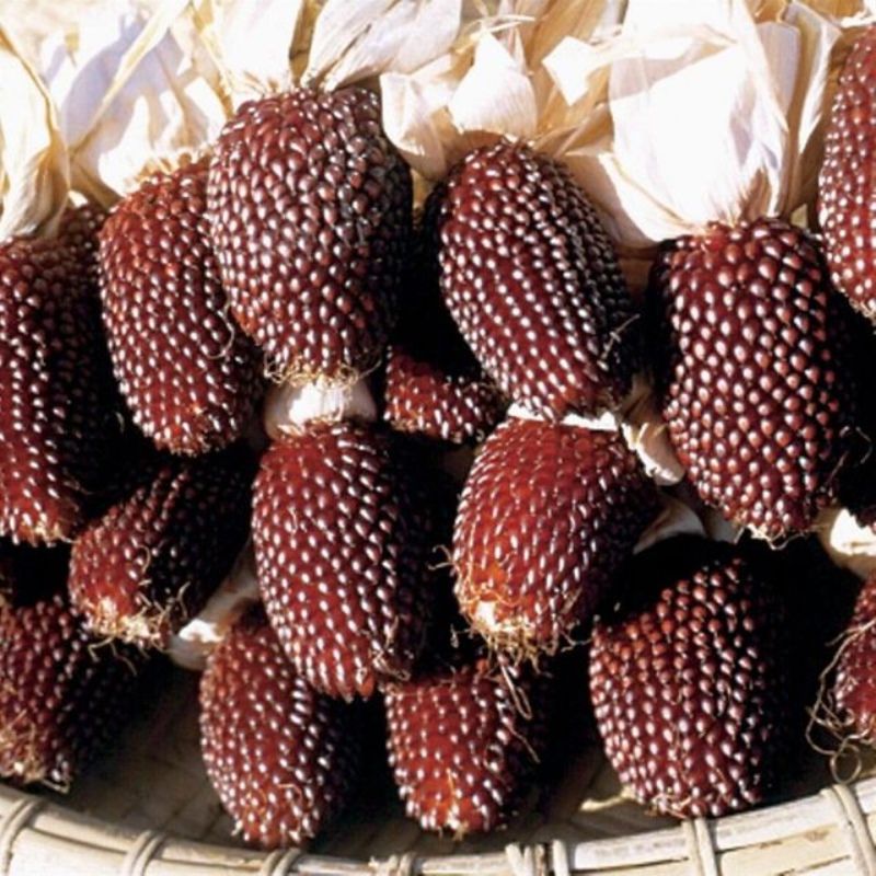 Semailles Maïs Fraise