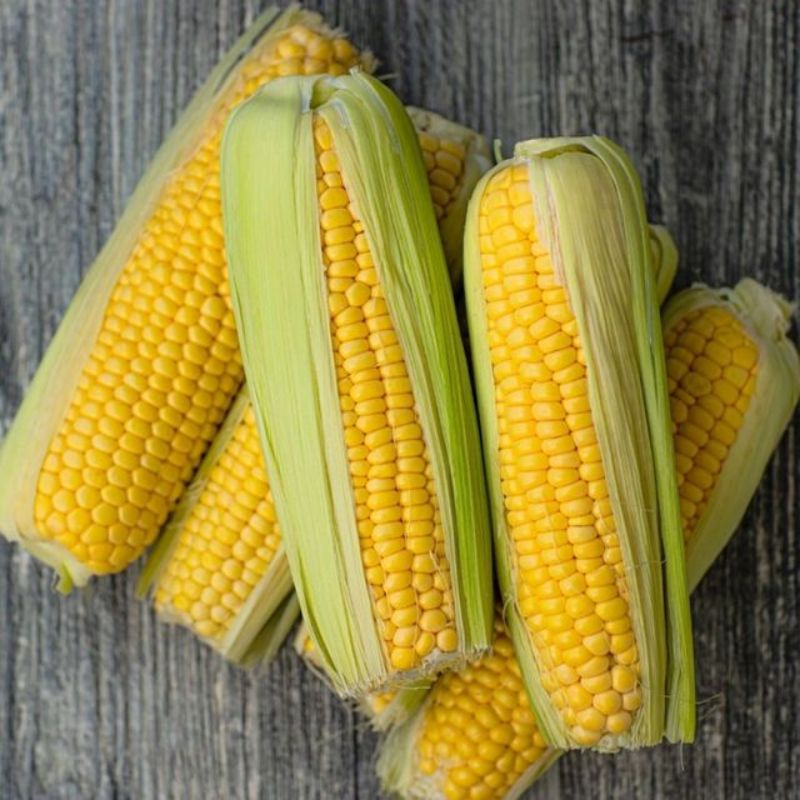 Semailles Maïs doux Golden Bantam