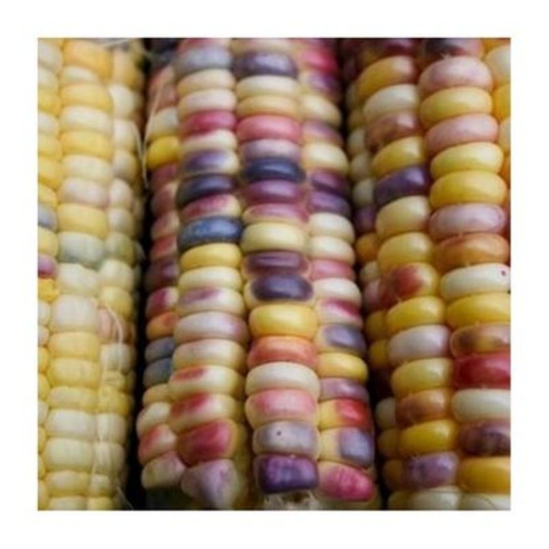 Semailles Maïs doux multicolore Inca Rainbow