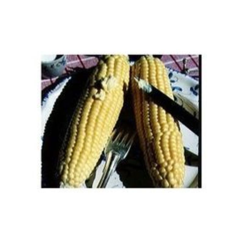 Semailles Maïs doux Mezdi