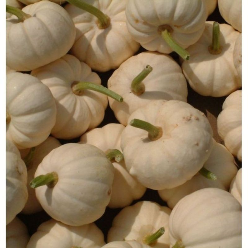 Semailles Courge Baby Boo