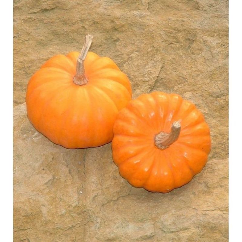 Semailles Courge Jack Be Little