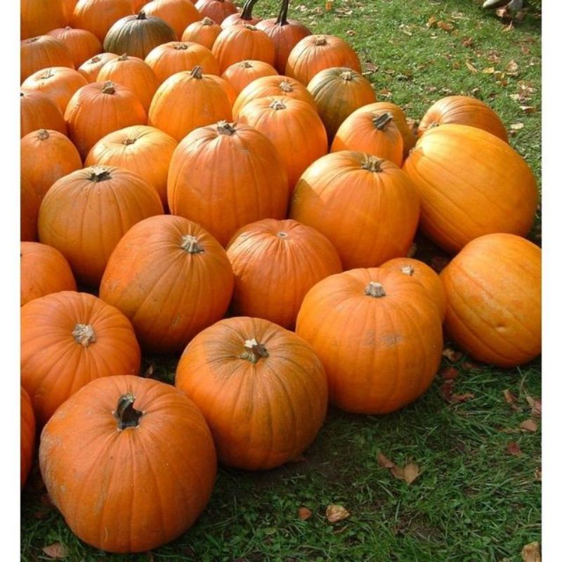 Semailles Courge Jack O'Lanterne