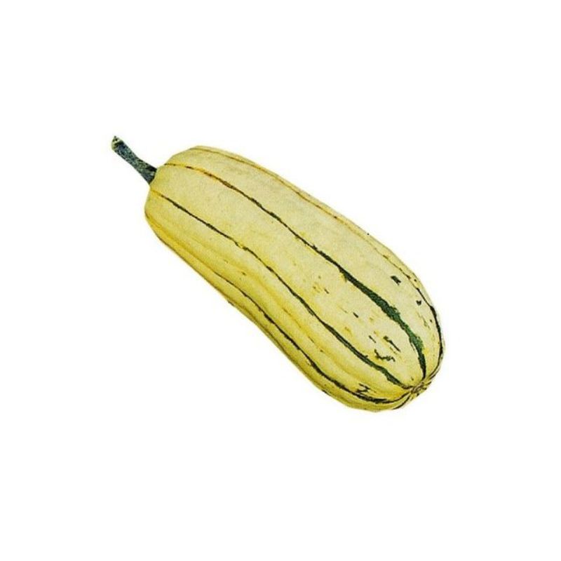 Semailles Courge Delicata (Sweet Poteto)