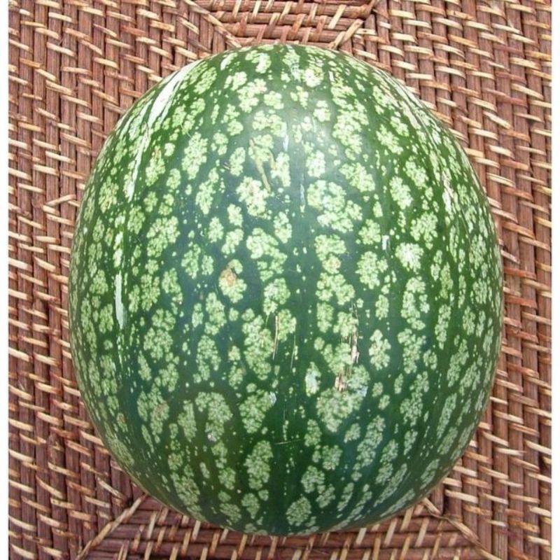 Semailles Courge de Siam