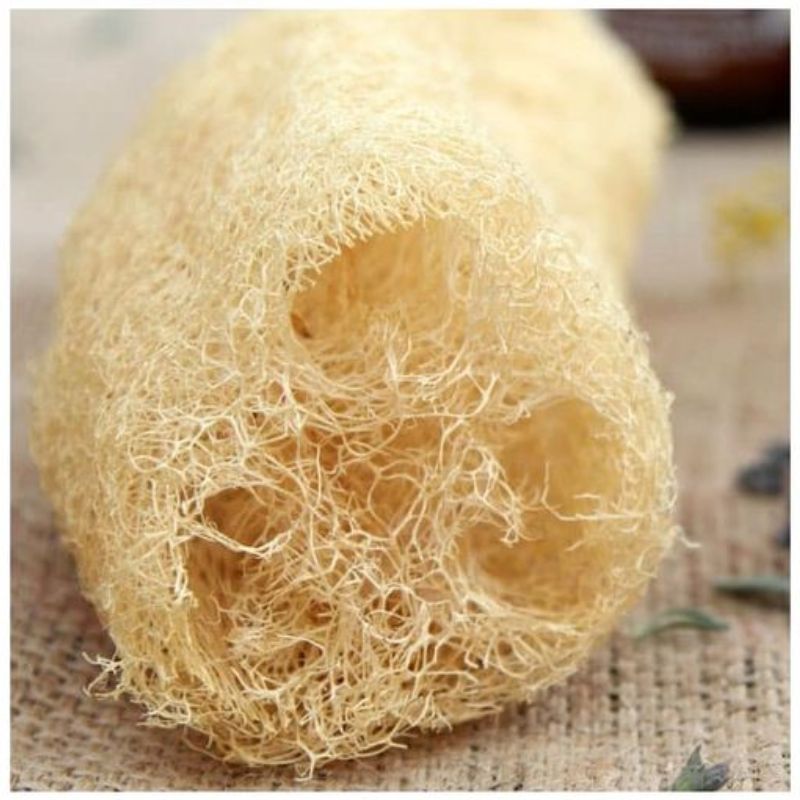 Semailles Courge Eponge Luffa