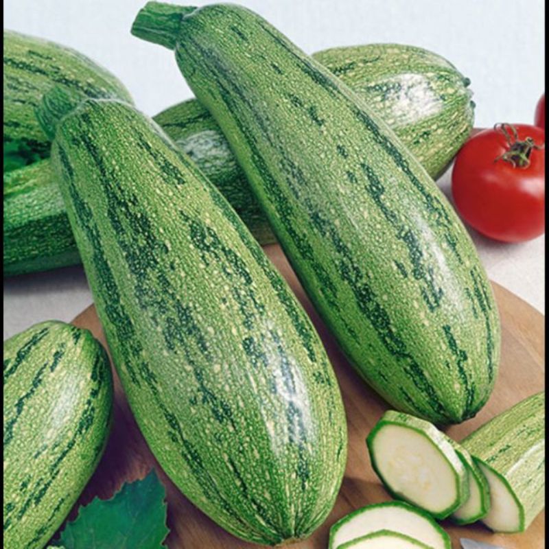 Semailles Courgette Caserta