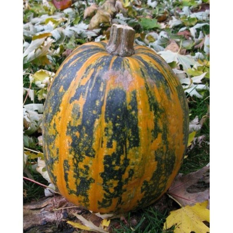 Semailles Courge Lady Godiva à graines nues