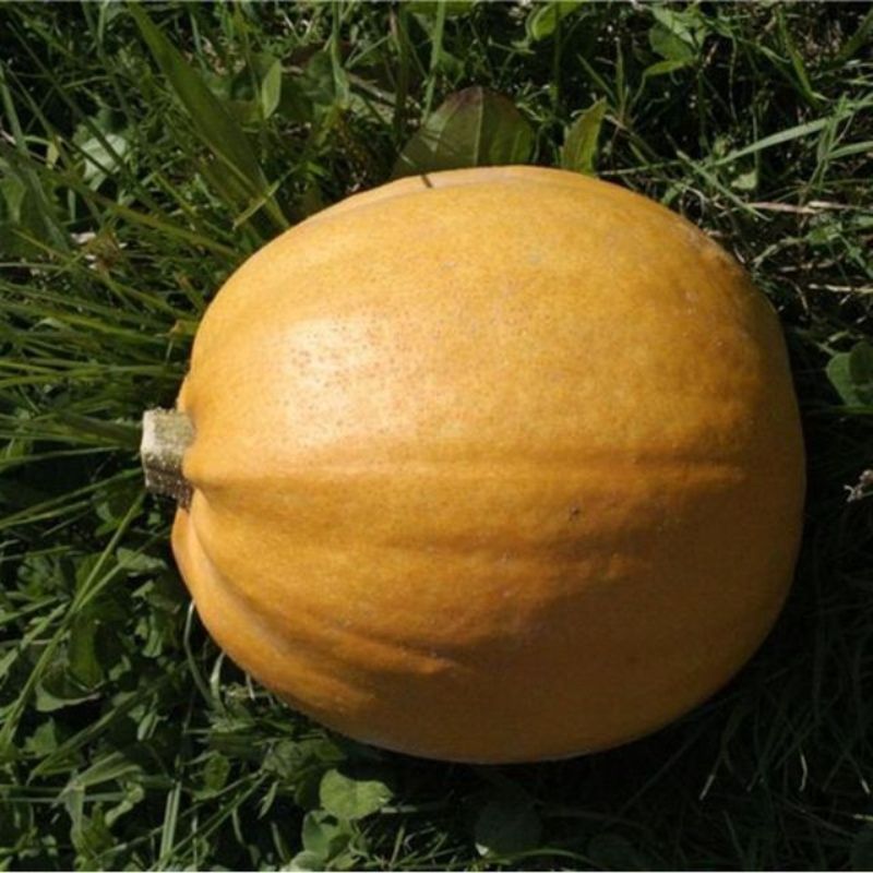 Semailles Courge Melonnette Jaspée de Vendée