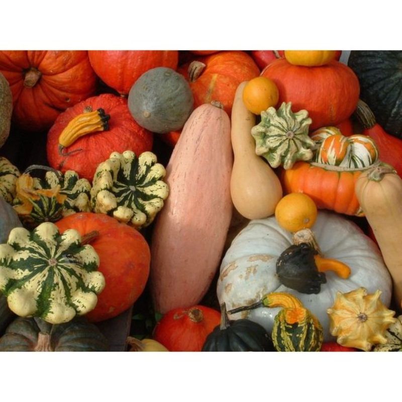 Semailles Courges en mélange