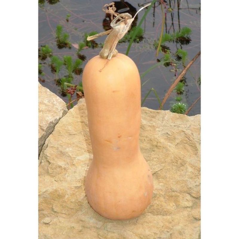 Semailles Courge musquée Butternut