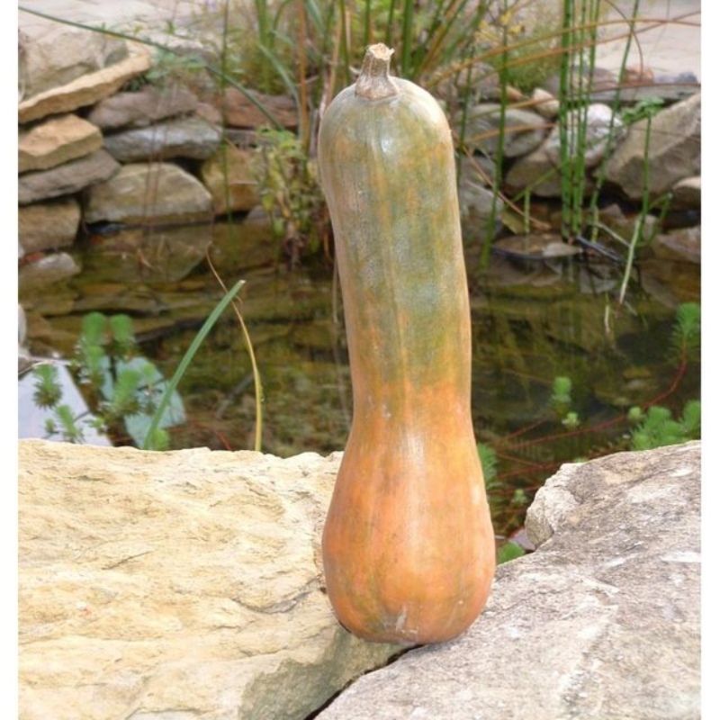 Semailles Courge musquée Longue de Nice