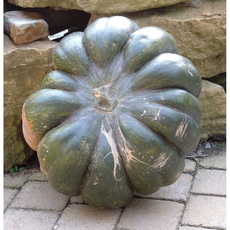 Semailles Courge musquée d'Hiver de Provence