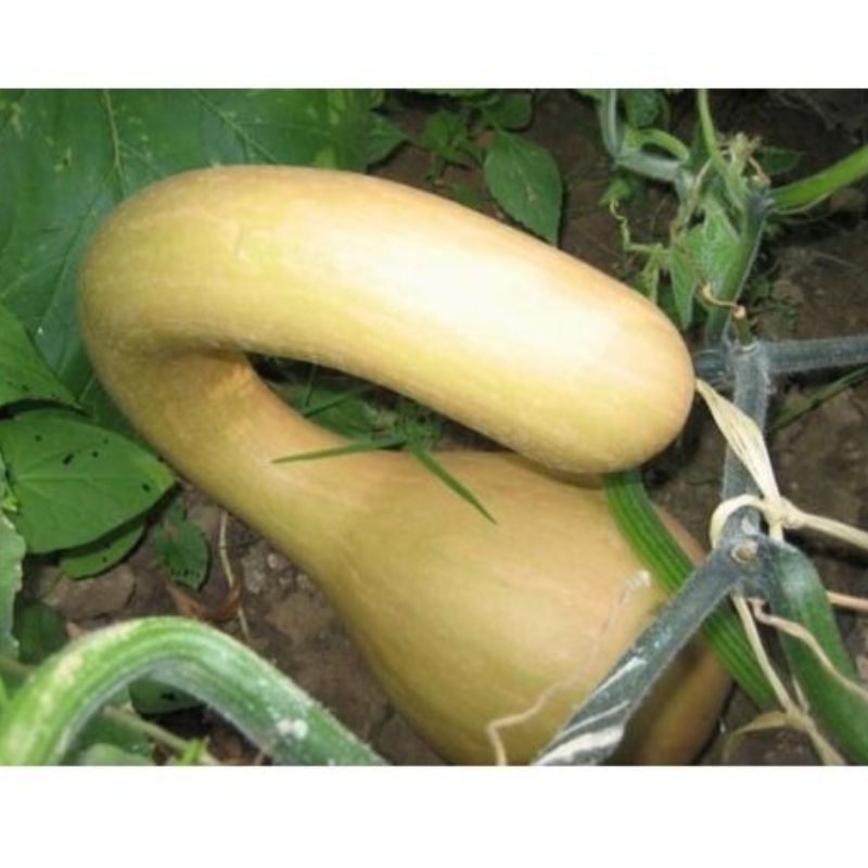 Semailles Courge musquée à Trompe d'Albenga