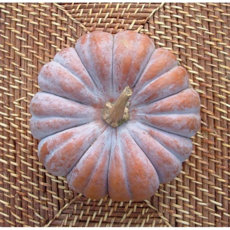 Semailles Courge musquée Futsu Back