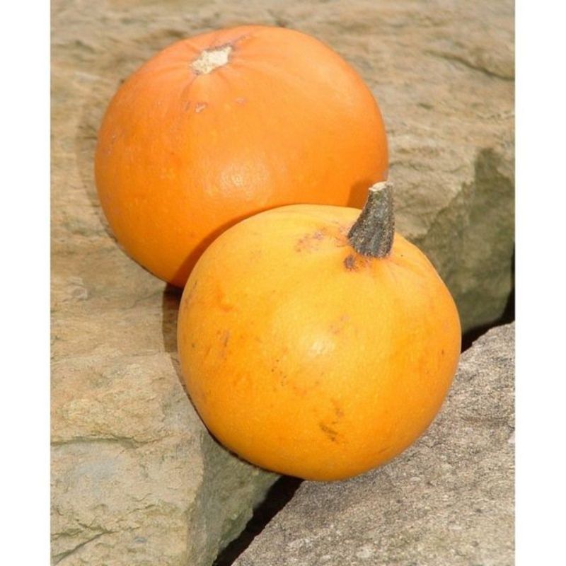 Semailles Courge Pomme d'Or