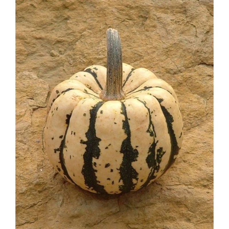 Semailles Courge Patidou Sweet Dumpling