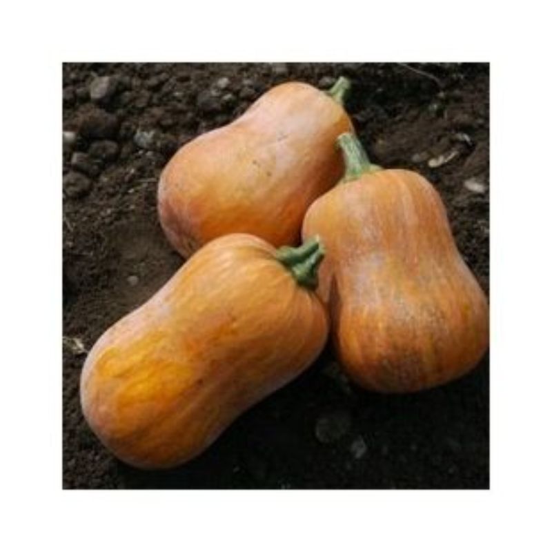 Semailles Courge musquée Honeynut