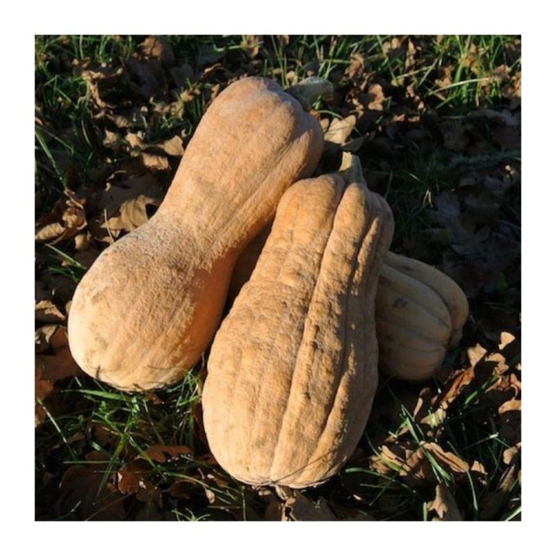 Semailles Courge musquée Violina