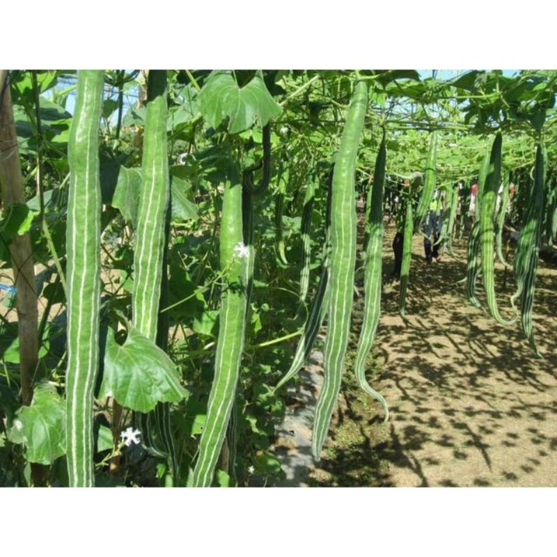 Semailles Courge serpent Zucchetta serpente di Sicilia