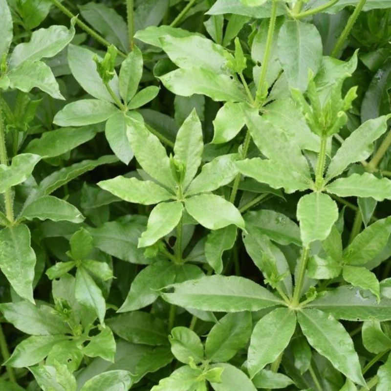 Semailles Garance ou "Rouge" des Teinturiers