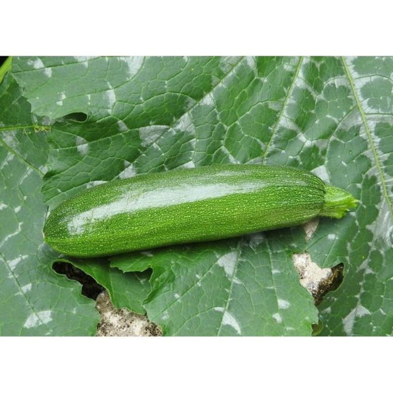 Semailles Courgette Mutabile
