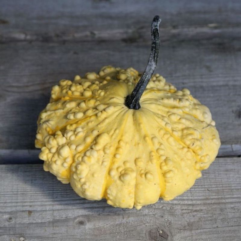 Semailles Pâtisson verruqueux