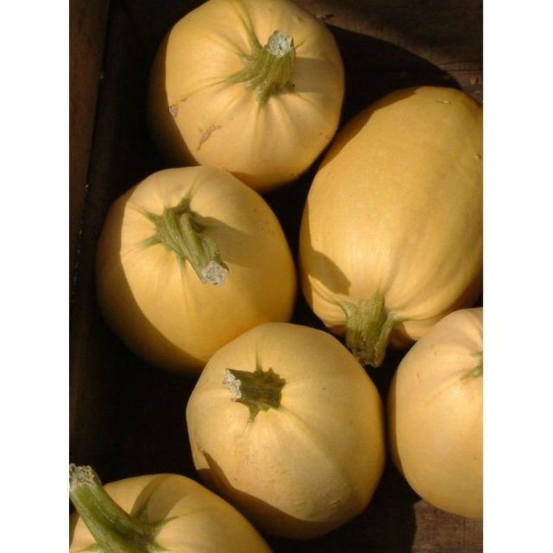 Semailles Courge Spaghetti