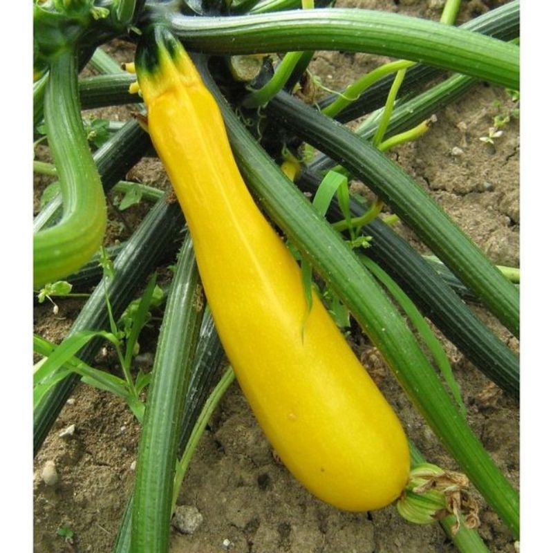 Semailles Courgette jaune