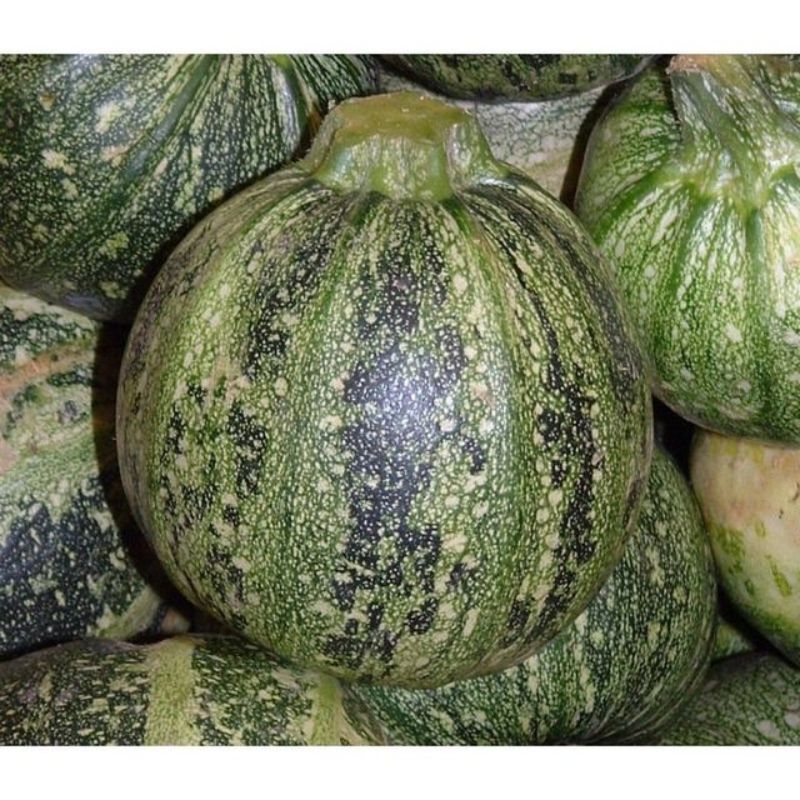 Semailles Courgette Ronde de Nice