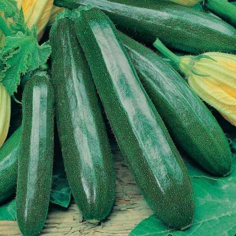 Semailles Courgette Black Beauty