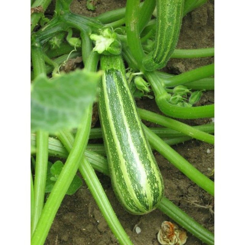 Semailles Courgette Verte d'Italie