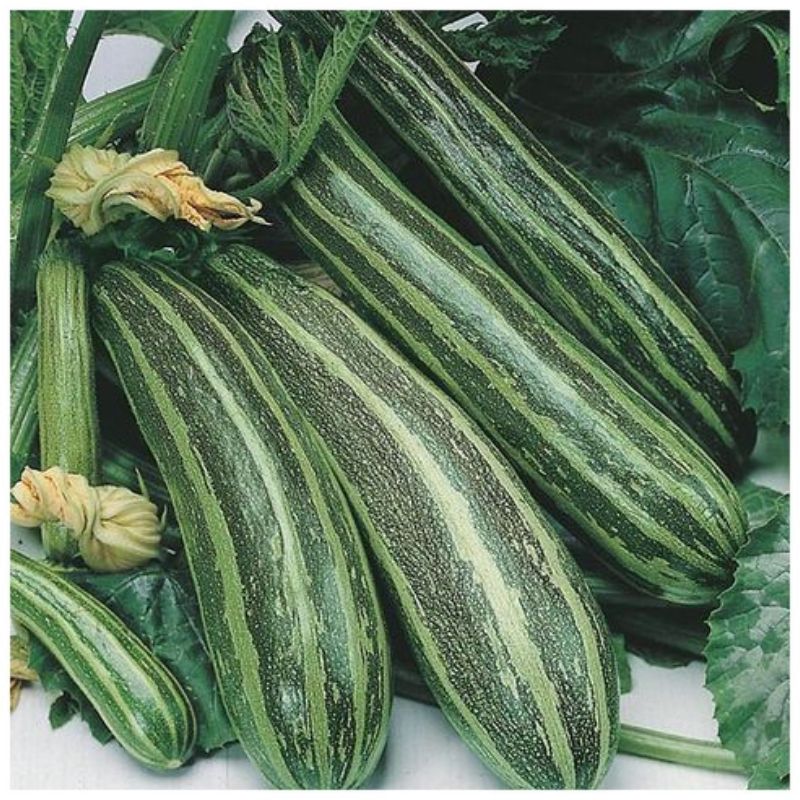 Semailles Courgette Cocozelle de Tripolis