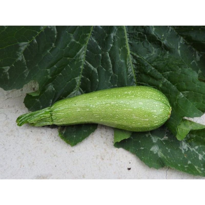 Semailles Courgette Petite Grise d'Alger