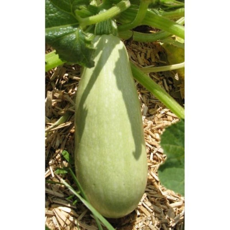 Semailles Courgette blanche d'Egypte