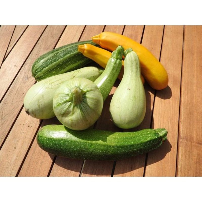Semailles Courgette en mélange