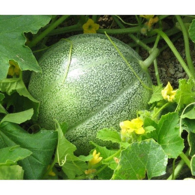 Semailles Melon Petit gris de Rennes