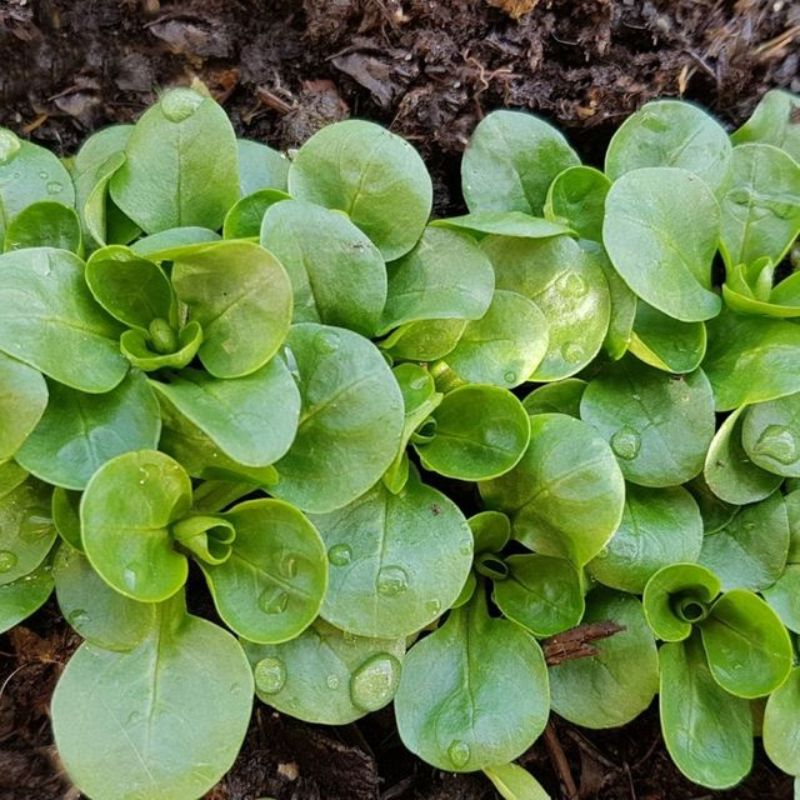 Semailles Mâche à grosse graine