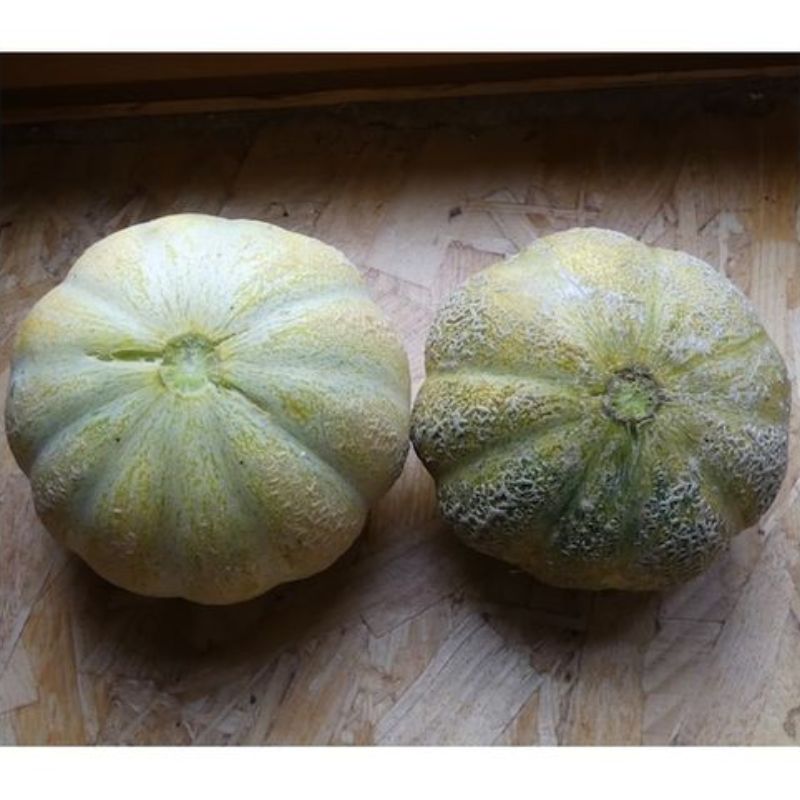 Semailles Melon Brodé Jenny Lind